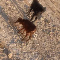 بز خیلی خوب وکرش