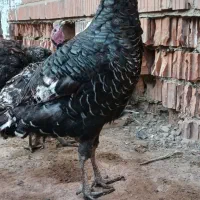 بوقلمون جوان|حیوانات مزرعه|تهران, مشیریه|دیوار