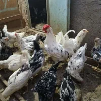 تخم مرغ نطفه دار گلین|حیوانات مزرعه|بهارستان, |دیوار