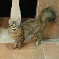 واگذاری گربه