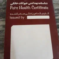 سگ خانگی|سگ|زند, |دیوار