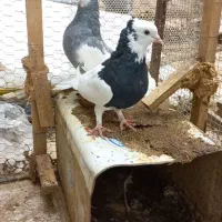 کبوتر یا کفتر تعداد طوقی مخصوص عشقباز مناسب