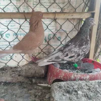 نرو ماده دم سفید
