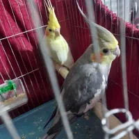 جفت عروس بالغ آماده تخم گذاری