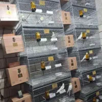 سالن پرورش عروس هلندی تمام نژاد|پرنده|قم, شهرک طالقانی|دیوار