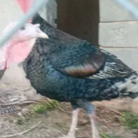 بوقلمون، مرغ، قو غاز ،مرغ شاخدار