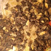 سلام تعداد۱۰۰۰ عدد جوجه بلدرچین اصلاح شده دومنظوره