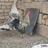 بوقلمون با خروس گلین|حیوانات مزرعه|تربت‌حیدریه, پایانه مسافربری تربت حیدریه|دیوار