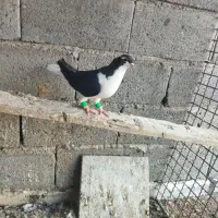 کفتر ساده سیاه ، هفرنگ و دم سیاه