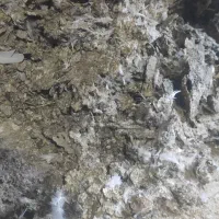 کود کبوتر برای باغ|گل و گیاه طبیعی|اسفرورین, |دیوار