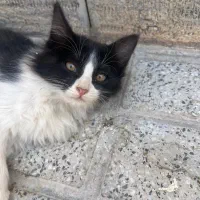 حمایتی|گربه|اصفهان, بهارستان|دیوار