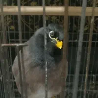 مرغ مینا سخنگوشعربخوب وپرحرف وباهوش