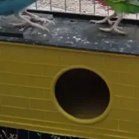 دو عدد مرغ عشق|پرنده|سنندج, |دیوار