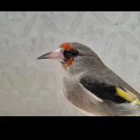 سهره قناری طوطی گرینچیک راهب عروس مینا|پرنده|مشهد, الهیه|دیوار