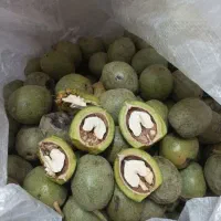 گردو