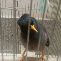 مرغ میناسخنگو معاوضه باقناری