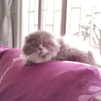 گربه اسکاتیش فولد مو بلند ماده