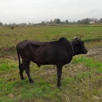 ۳ راس ورزا کلچه