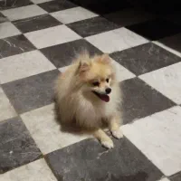 فروشی|سگ|بندرعباس, |دیوار