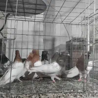 کبوتر نقش زینتی|پرنده|مبارکه, |دیوار