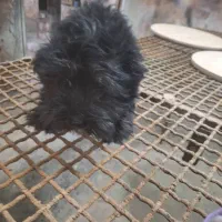 دوعددسگ شیتزوماده|سگ|شیراز, سلطان آباد|دیوار