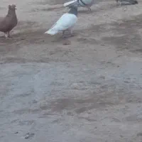 گمشده