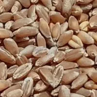 بذر گندم آبی خارجی رقم فرسکا برای افزایش تولید