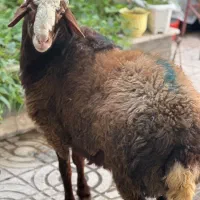 ذبح گاو گوسفند گوساله حرفه ای سلاخ سلاخی قصاب