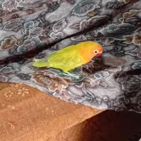 کوتوله نر