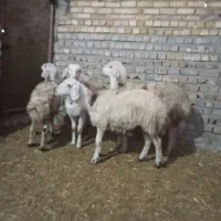 بره پلنگی  و افشار کله سفید|حیوانات مزرعه|بروجرد, |دیوار