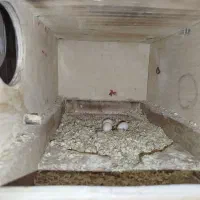 جفت عروس هلندی مولد