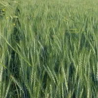 فروش گندم مرغوب مخصوص آرد و گندم دامی