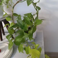 انواع پتوس|گل و گیاه طبیعی|تهران, صادقیه|دیوار