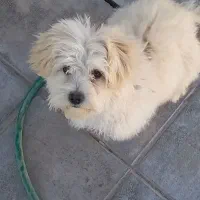 سگ سفید برفی خوشکل