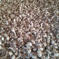 سیر|خوردنی و آشامیدنی|چورزق, |دیوار