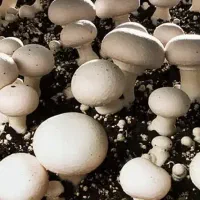 قارچ|خوردنی و آشامیدنی|الشتر, |دیوار