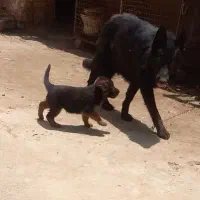 توله سگ ژرمن
