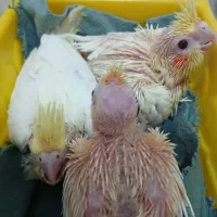 جوجه|پرنده|تهران, مسعودیه|دیوار