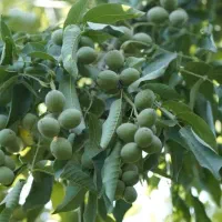 پیش فروش نهال گردو فرنور