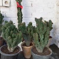 کاکتوس صخره‌ای|گل و گیاه طبیعی|اهواز, آسیاباد|دیوار