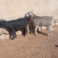 گوسفندو بز داشت|حیوانات مزرعه|سده (فارس), |دیوار