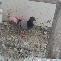 فرار کرده است