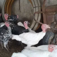 بوقلمون محلی وارگانیک