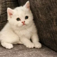 بریتیش چشم سبز تیله ای خرسی ماده