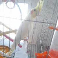 دوعدد عروس هلندی نر و ماده اهلی