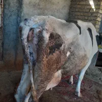 گاو گوساله|حیوانات مزرعه|فیروزآباد (لرستان), |دیوار