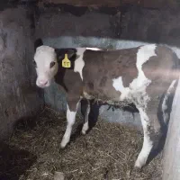 گوساله نر  سمینتال و هلشتاین