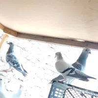 جفت کاغذی فروشی بافق