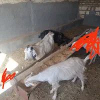 بز بیابون