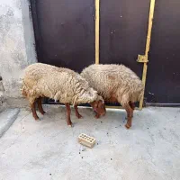 دو راس گوسفند ماده باردار|حیوانات مزرعه|بندر ماهشهر, |دیوار